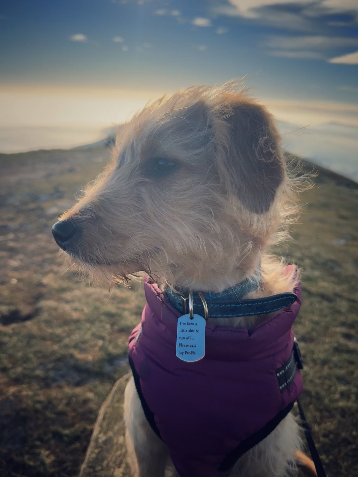 I’ve been a little sh*t & run off… Please call my people - personalised engraved pet tag / ID collar