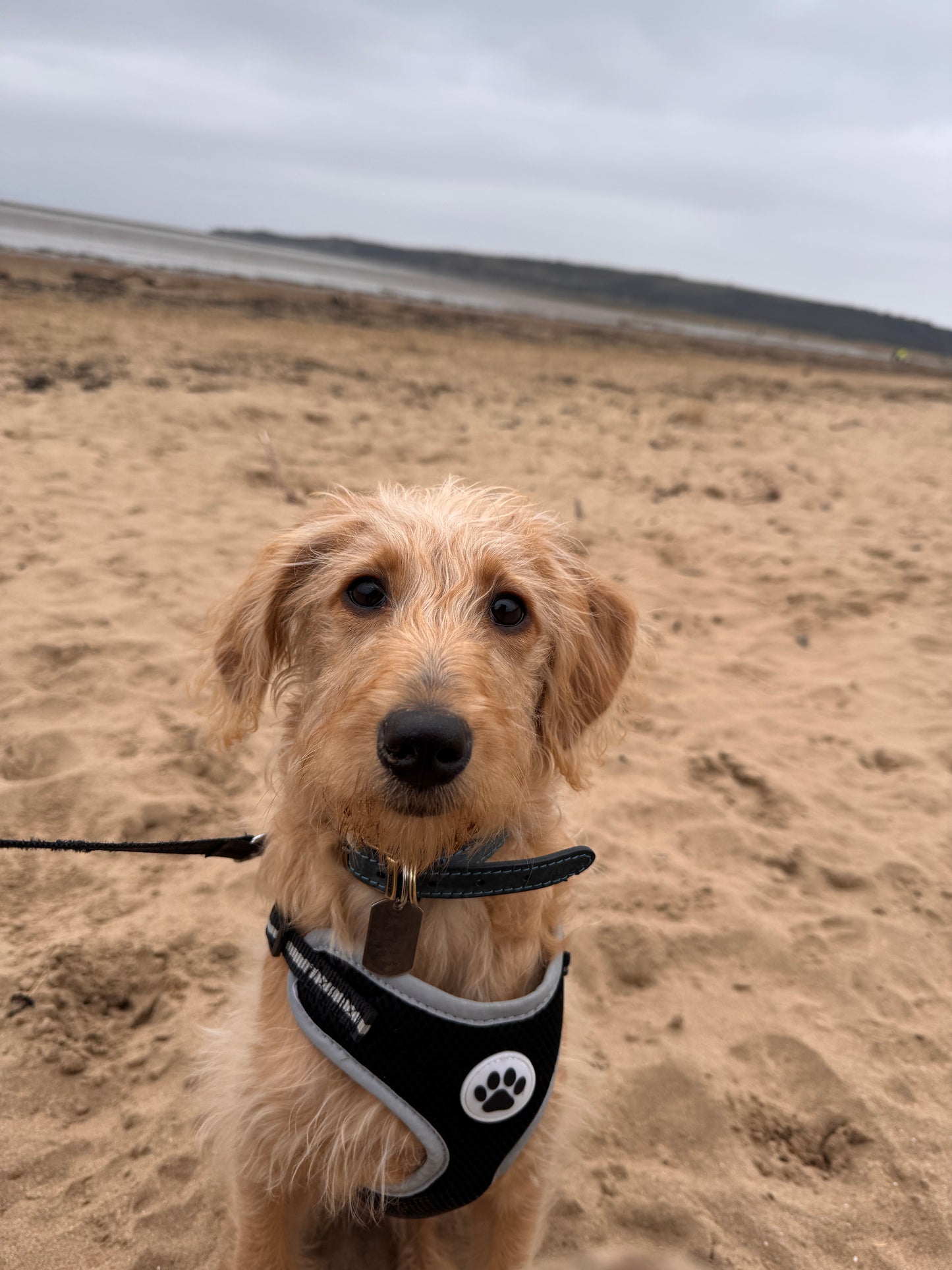 I’ve been a little sh*t & run off… Please call my people - personalised engraved pet tag / ID collar