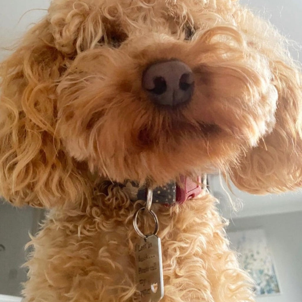 Lost as f*ck… please call my owner - personalised engraved pet tag / ID collar