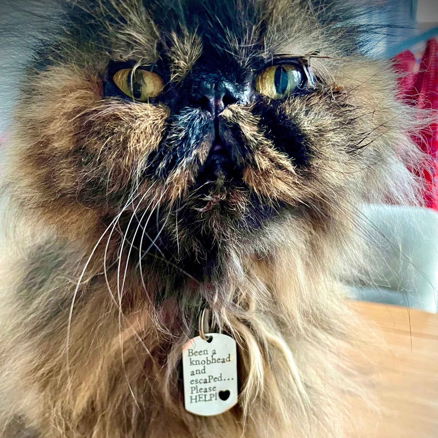 Been a knobhead and escaped. Please HELP! - personalised engraved pet tag / ID collar