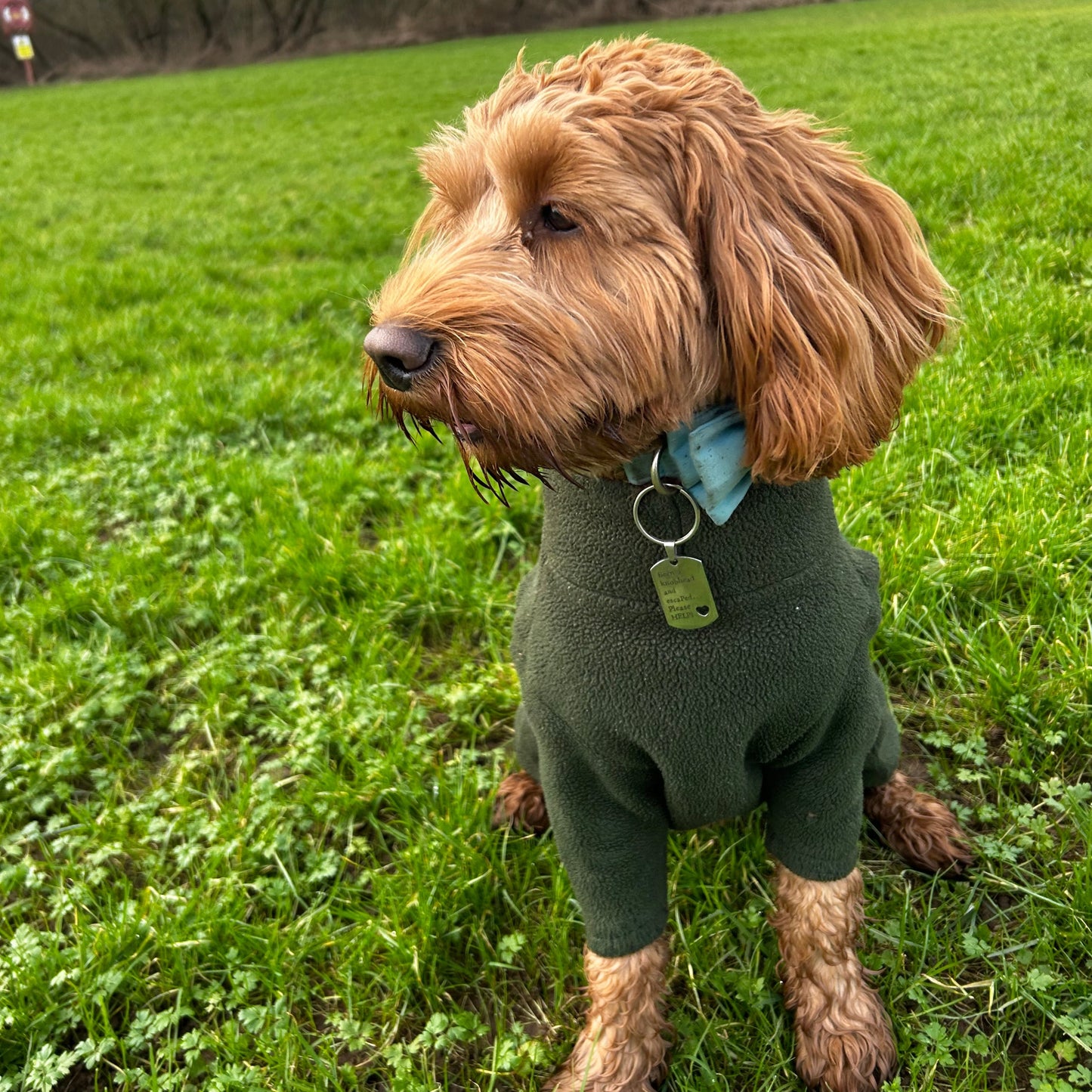 Been a knobhead and escaped. Please HELP! - personalised engraved pet tag / ID collar