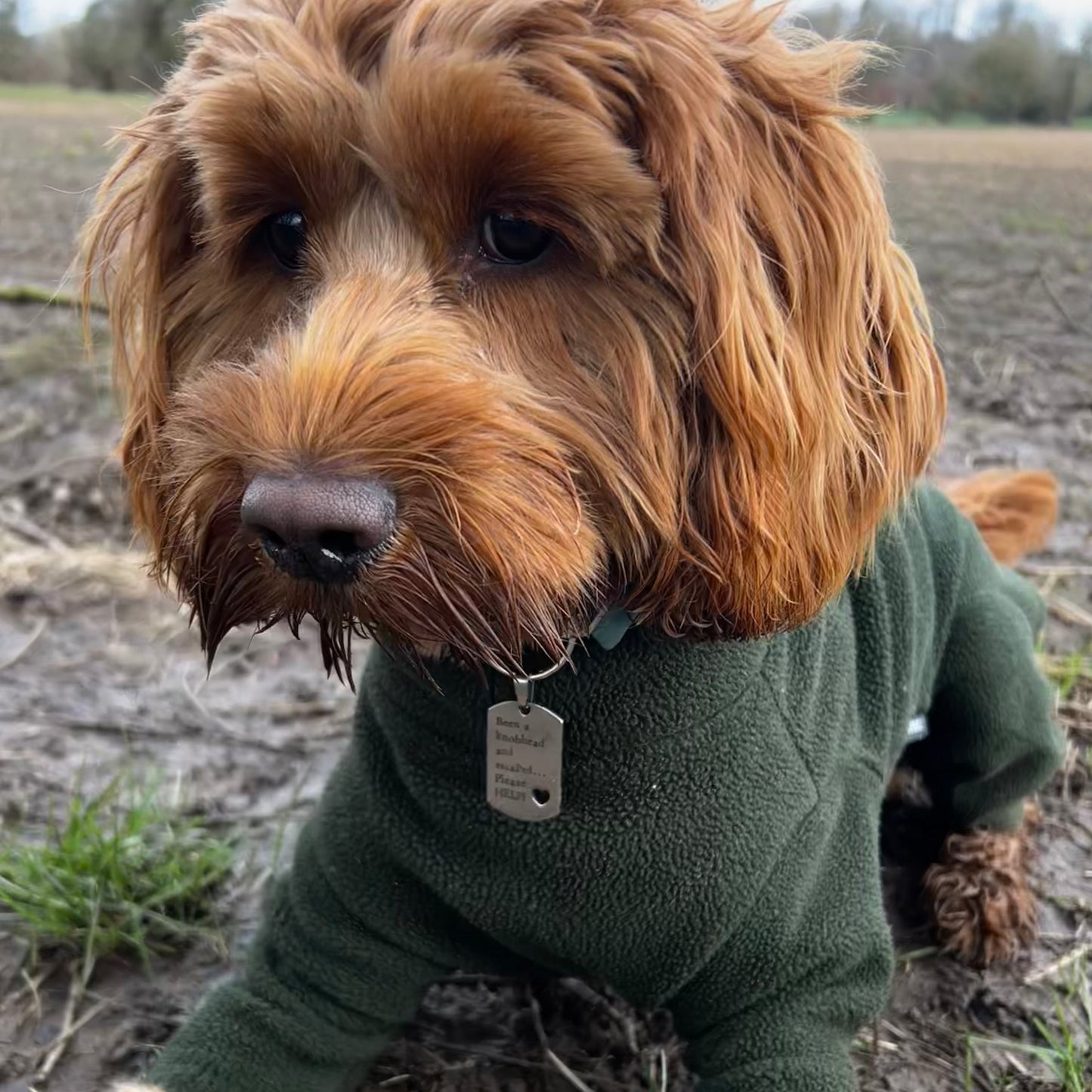 Been a knobhead and escaped. Please HELP! - personalised engraved pet tag / ID collar