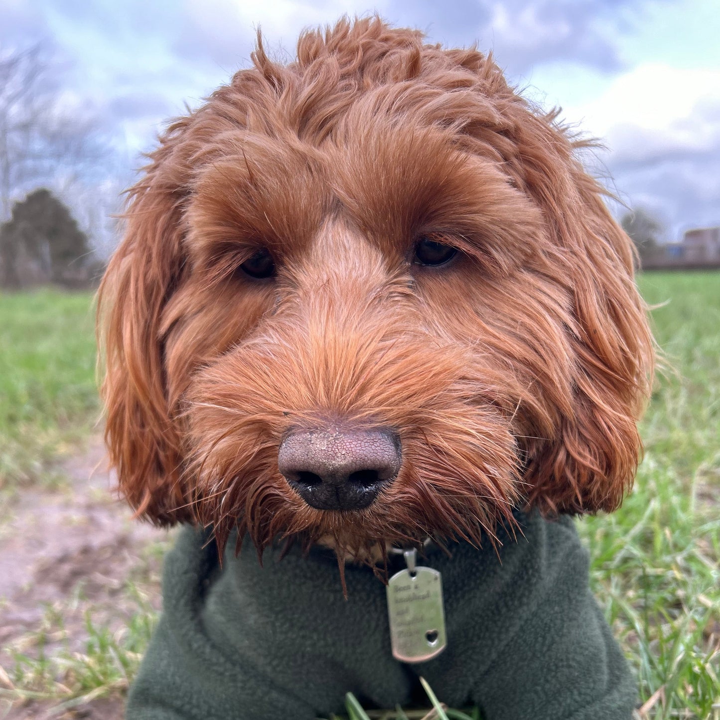 Been a knobhead and escaped. Please HELP! - personalised engraved pet tag / ID collar