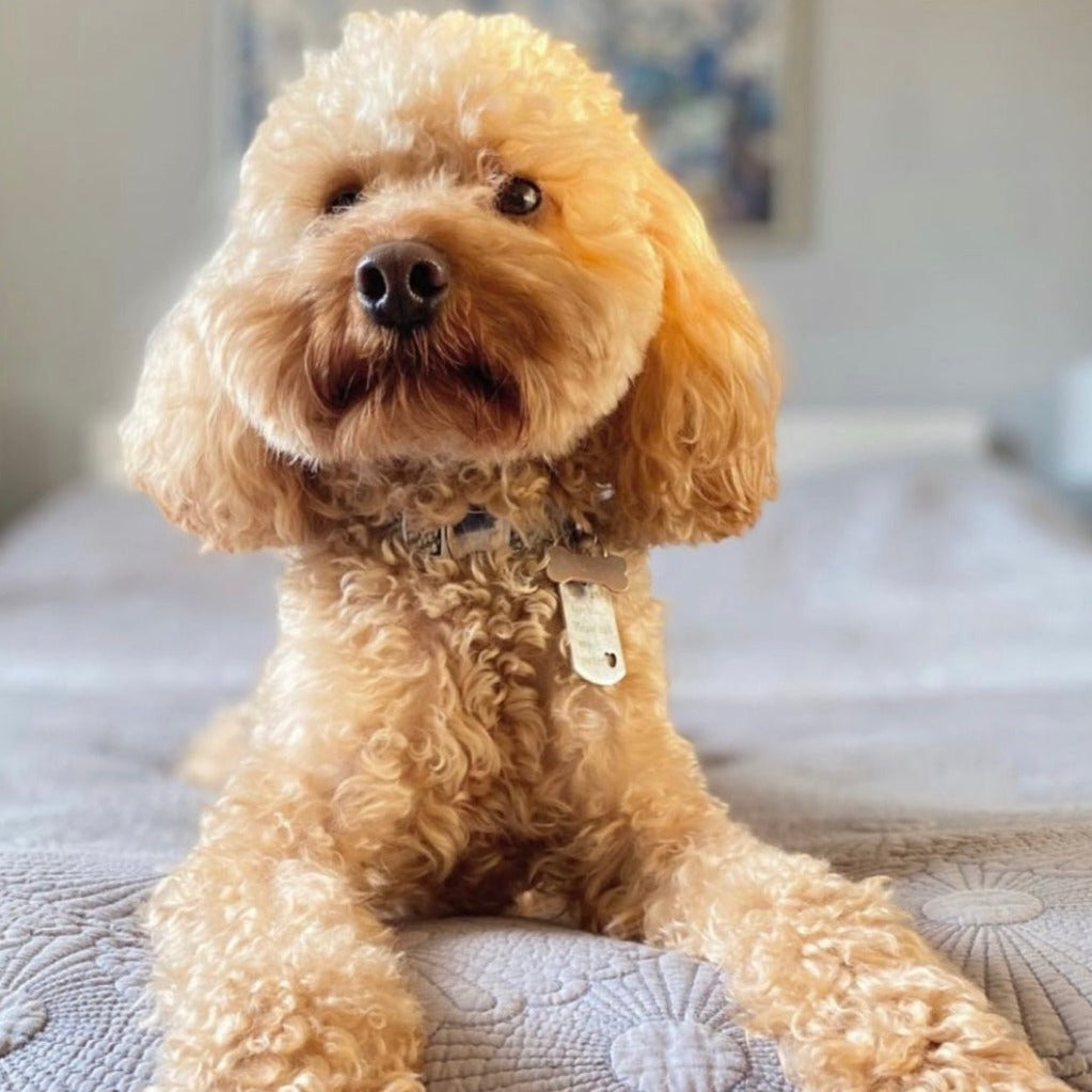 Lost as f*ck… please call my owner - personalised engraved pet tag / ID collar